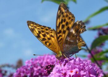 Budeleje – czyli kwiaty uwielbiane przez motyle