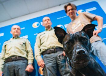 Psy służbowe w KAS Rzeszów. Jak wygląda praca czworonożnych funkcjonariuszy?