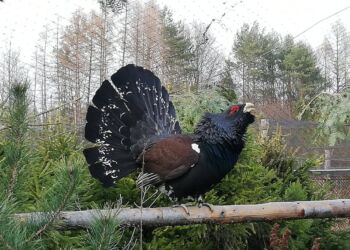 Głuszce wracają do Puszczy Solskiej. Leżajsk przekazał Biłgorajowi 10 ptaków
