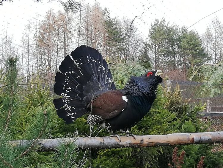 Głuszce wracają do Puszczy Solskiej. Leżajsk przekazał Biłgorajowi 10 ptaków
