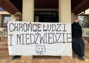 Przedstawiciele Dzikich Karpat przeciw odstrzałowi niedźwiedzi. Zakończyli blokadę Urzędu Gminy w Cisnej [ZDJĘCIA, AKTUALIZACJA]