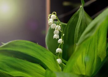 Rośliny w naszym ogródku. Ł. Łuczaj z URz: Niektóre są śmiertelne dla człowieka