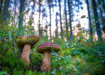 Grzybiarze ruszyli do lasów. Sanepid apeluje o ostrożność