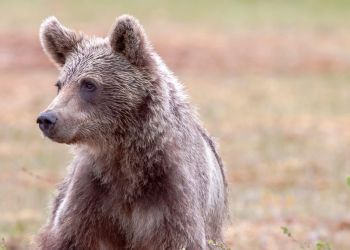 Mały niedźwiedź w Wetlinie podchodzi pod domy