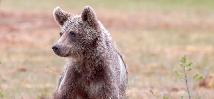 Mały niedźwiedź w Wetlinie podchodzi pod domy