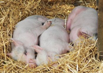 Nowe, restrykcyjne ograniczenia dla gmin w związku z ASF