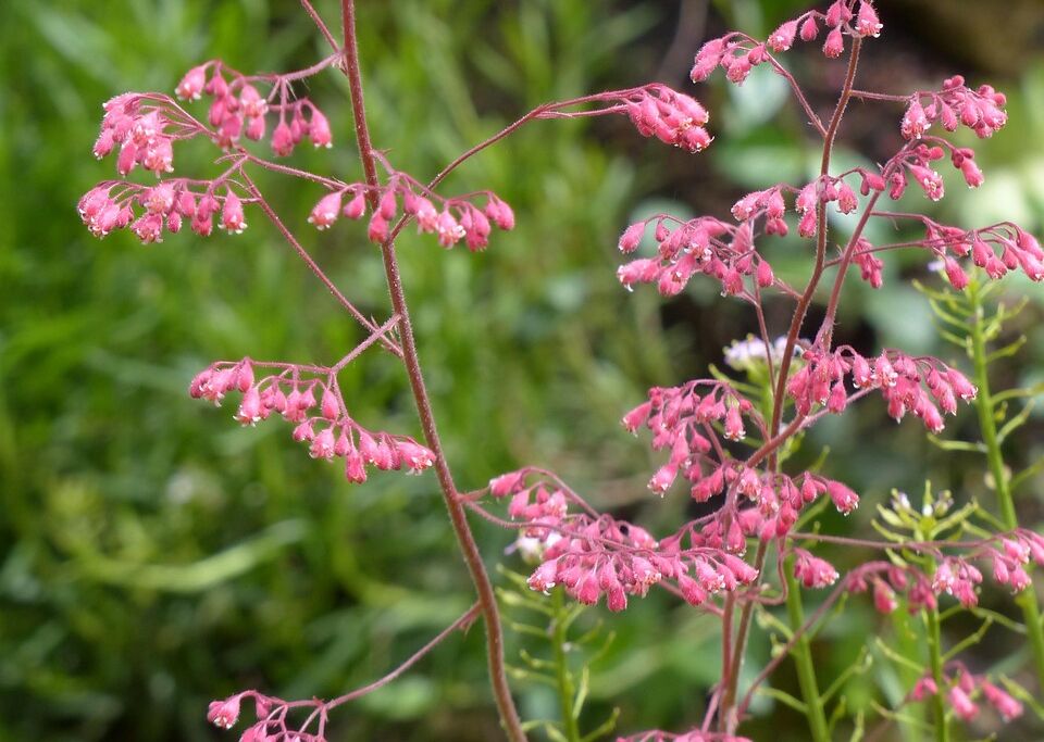 Zaglądamy kwiatkom w płatki – Żurawki zdobią ogród przez cały rok 6 - Polskie Radio Rzeszów Zaglądamy kwiatkom w płatki – Żurawki zdobią ogród przez cały rok