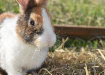 Rzeszów: Porzucony królik znalazł nowy dom – zwierzę miało szczęście, bo odnalazła je osoba o wielkim sercu