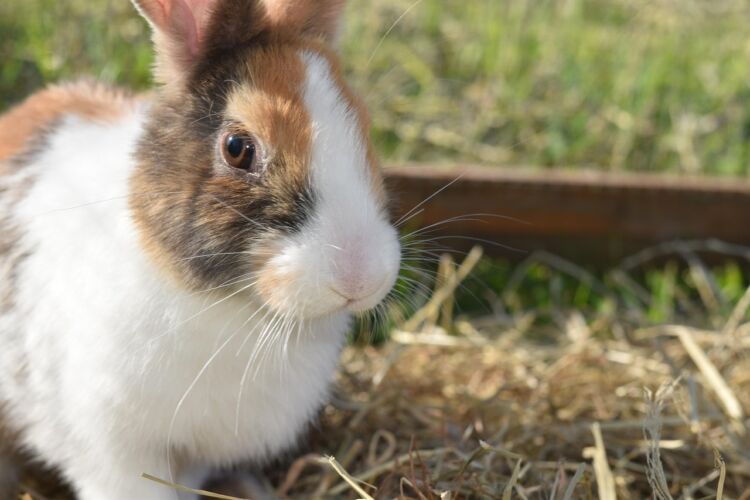 Rzeszów: Porzucony królik znalazł nowy dom – zwierzę miało szczęście, bo odnalazła je osoba o wielkim sercu