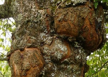 Dzięki naukowcom z WSIiZ grzyb atakujący drzewa może pomóc w leczeniu raka