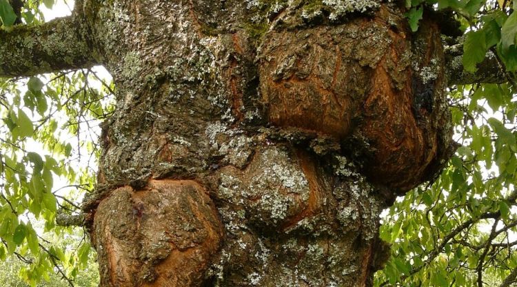 Dzięki naukowcom z WSIiZ grzyb atakujący drzewa może pomóc w leczeniu raka