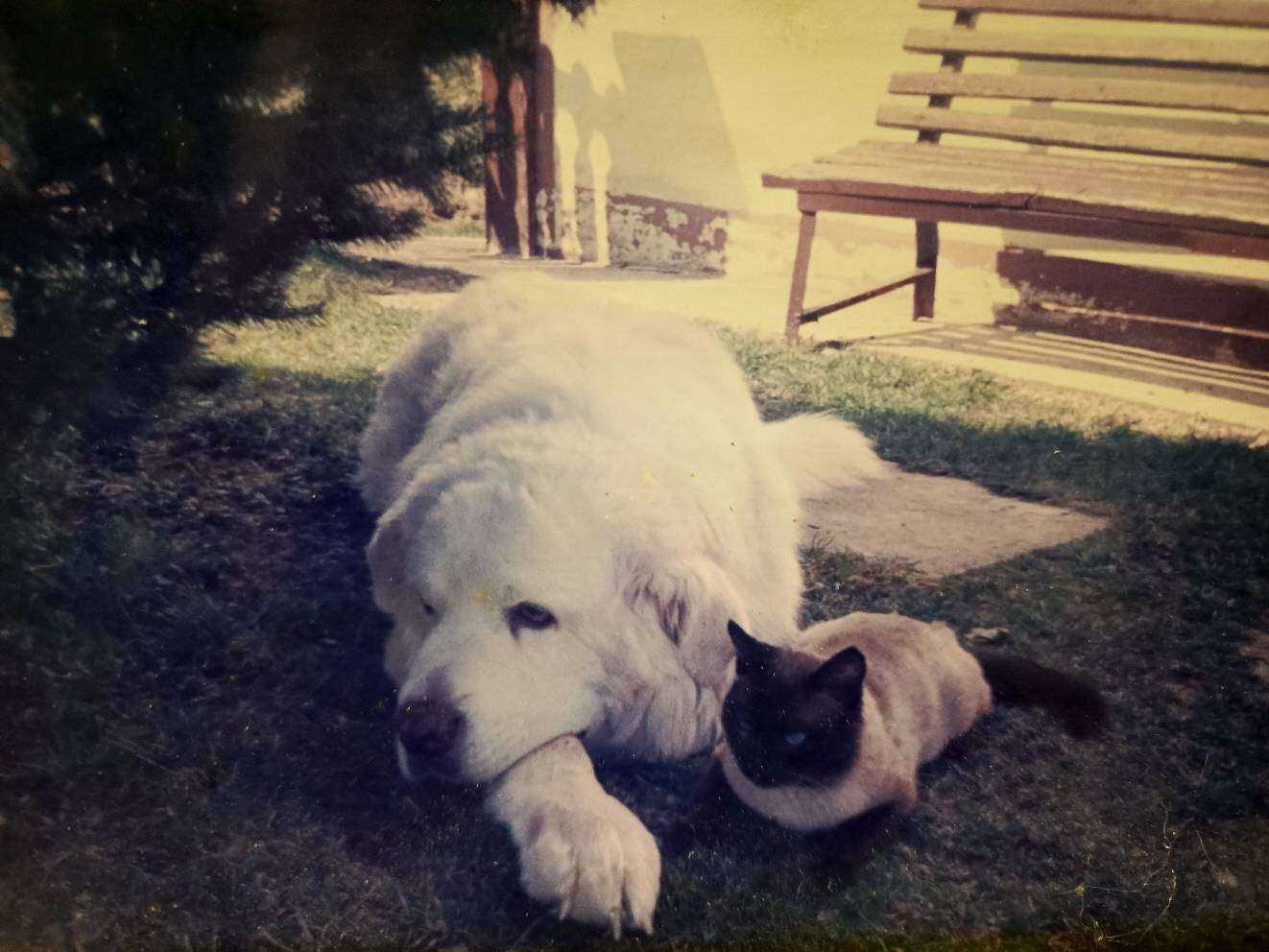 Zwierzomaniak z psami - Polskie Radio Rzeszów