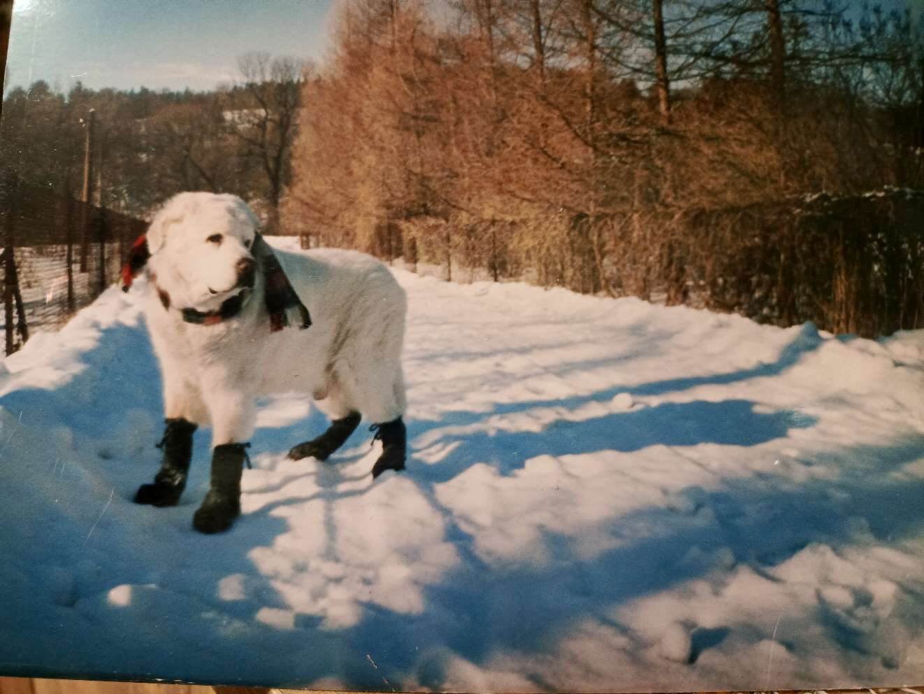 Zwierzomaniak z psami - Polskie Radio Rzeszów