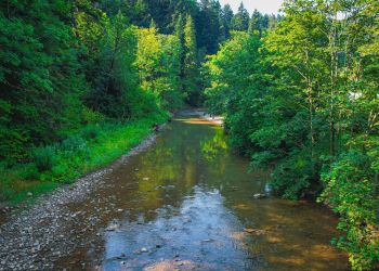 Prawie połowę terenu Podkarpacia zajmują obszary chronione