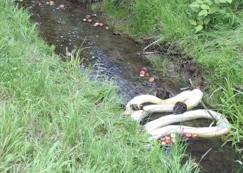 Śnięte ryby w Młynówce. W poniedziałek doszło do zanieczyszczenia potoku