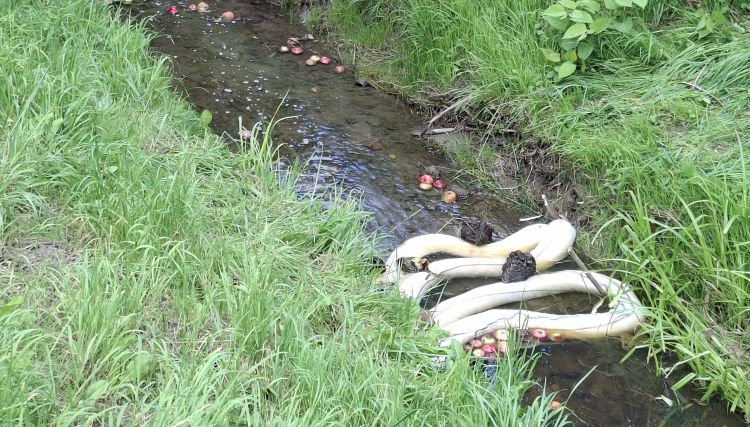 Śnięte ryby w Młynówce. W poniedziałek doszło do zanieczyszczenia potoku