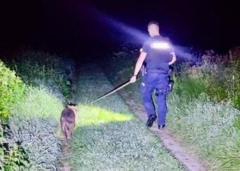 Ukradli suczkę, bo miała być zaniedbana. Teraz grozi im 5 lat więzienia