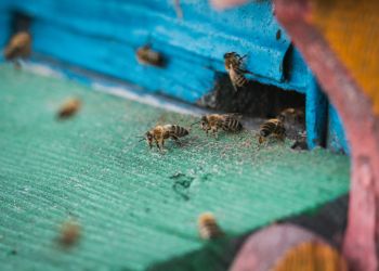 Dzień pszczół na pasiece w podmieleckich Książnicach
