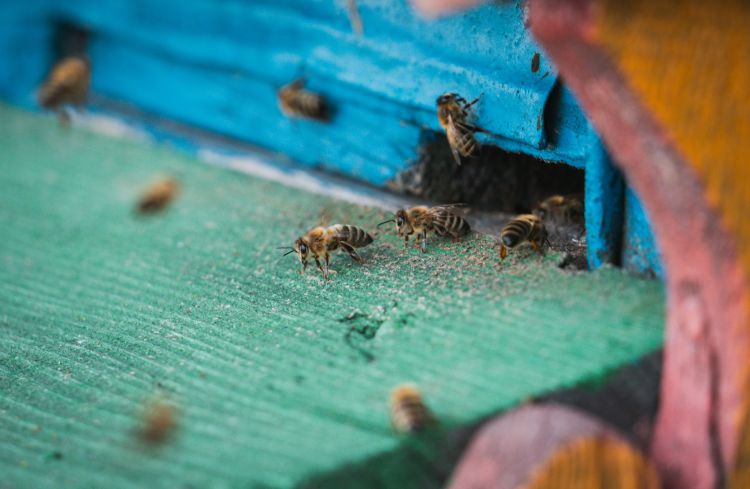 Dzień pszczół na pasiece w podmieleckich Książnicach