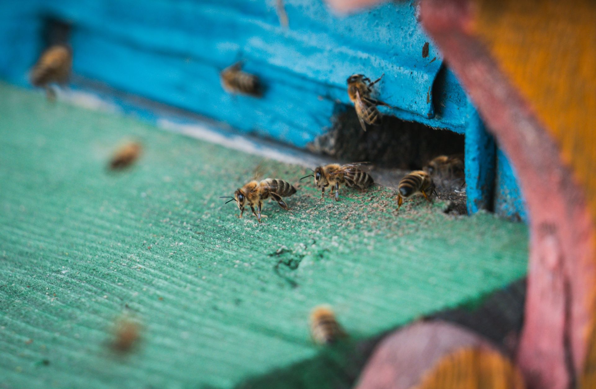 Dzień pszczół na pasiece w podmieleckich Książnicach