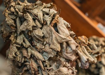 Pozyskiwanie olejków z ziół i tradycje KGW Krosno-Suchodół