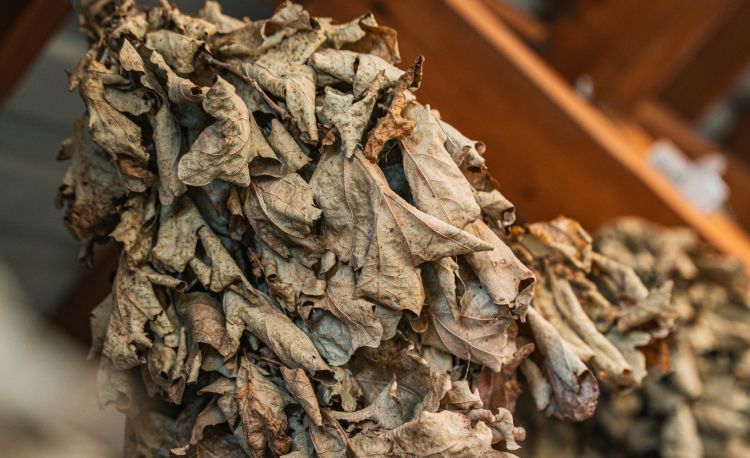 Pozyskiwanie olejków z ziół i tradycje KGW Krosno-Suchodół