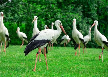 Bociany zbierają się do odlotu