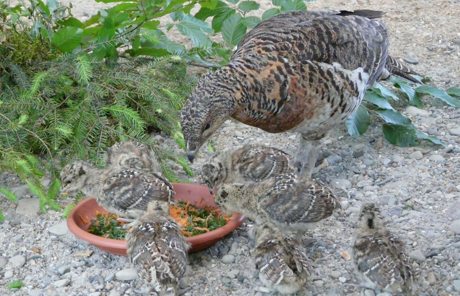 Głuszce z hodowli w Nadleśnictwie Leżajsk wracają do naturalnego środowiska - Polskie Radio Rzeszów