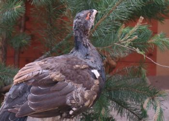Głuszce z hodowli w Nadleśnictwie Leżajsk wracają do naturalnego środowiska