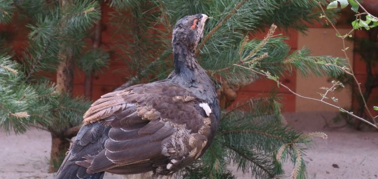 Głuszce z hodowli w Nadleśnictwie Leżajsk wracają do naturalnego środowiska