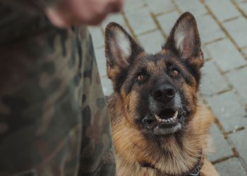 Koka pierwszym psem kontraktowym w służbie 3. PBOT [ZDJĘCIA]