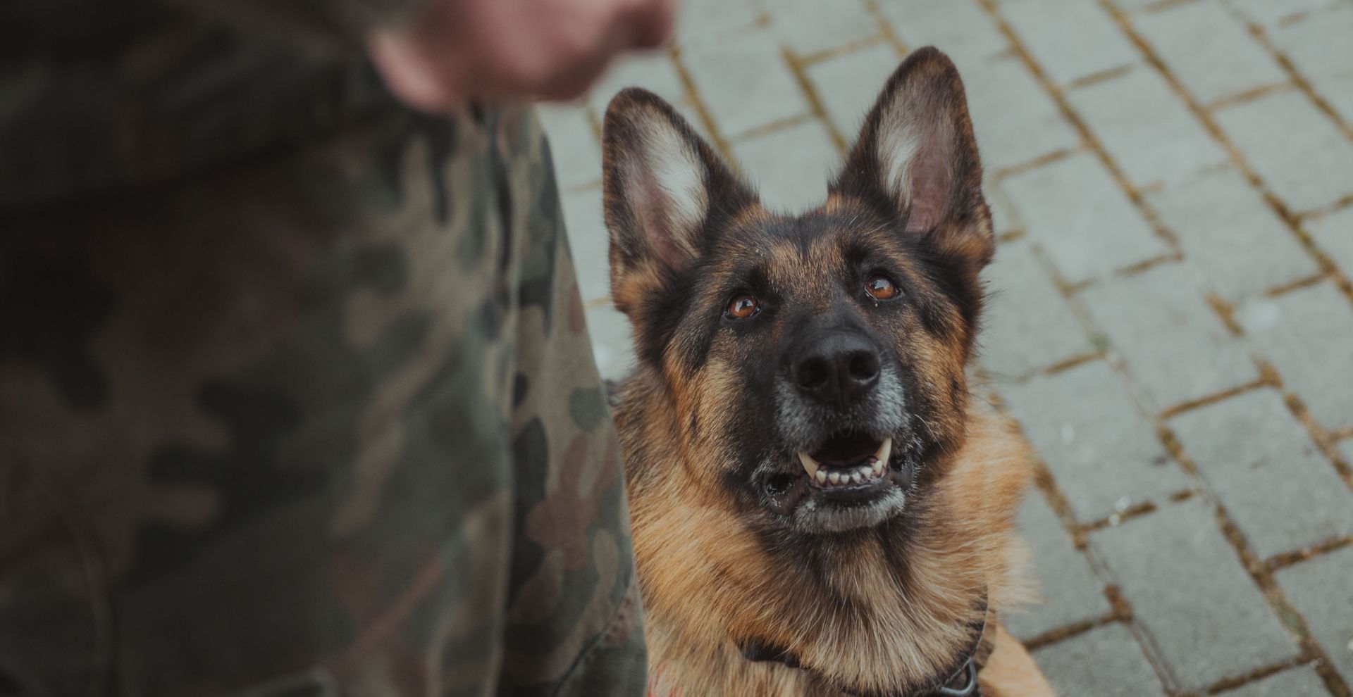 Koka pierwszym psem kontraktowym w służbie 3. PBOT [ZDJĘCIA]