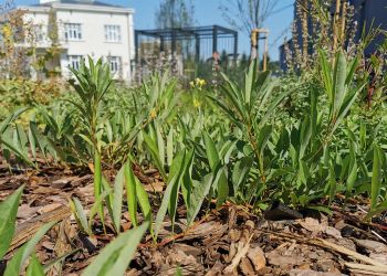 W Rzeszowie przybywa zielonych terenów [ZDJĘCIA]