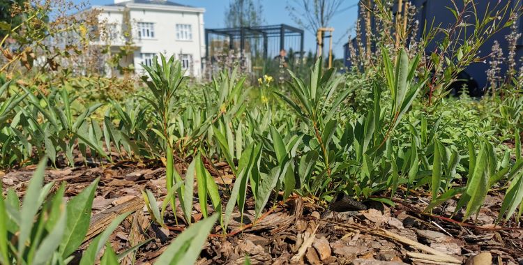 W Rzeszowie przybywa zielonych terenów [ZDJĘCIA]