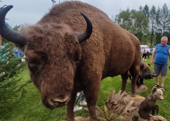 Dzień Żubra w Lutowiskach