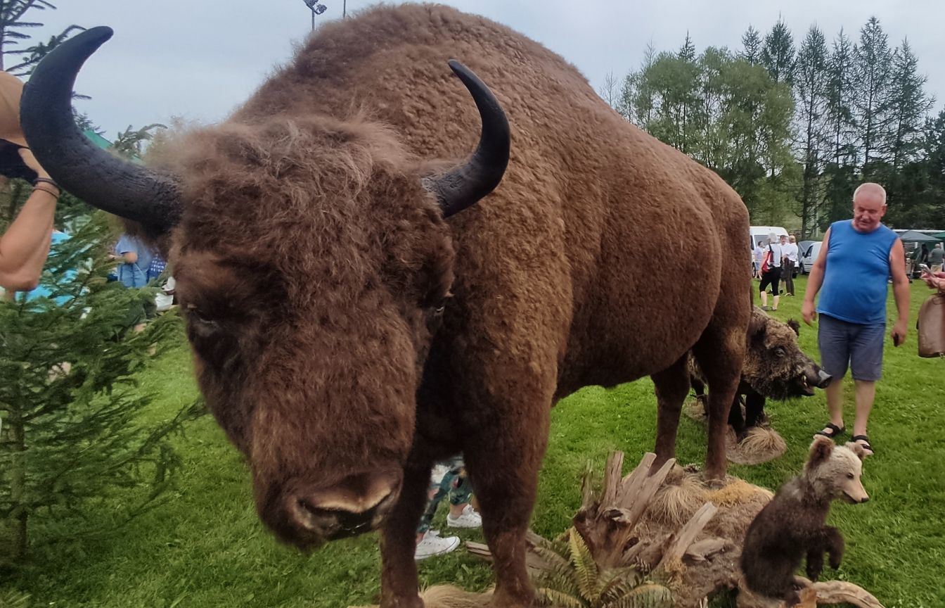 Dzień Żubra w Lutowiskach