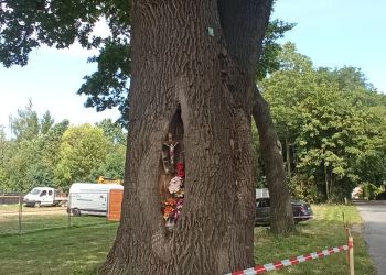Spór o drzewa i wjazd do centrum handlowego przy ul. Dworzysko w Rzeszowie