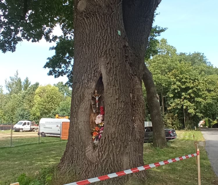 Spór o drzewa i wjazd do centrum handlowego przy ul. Dworzysko w Rzeszowie