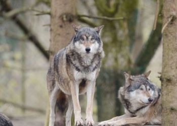 Miasto Kańczuga ostrzega mieszkańców przed wilkami