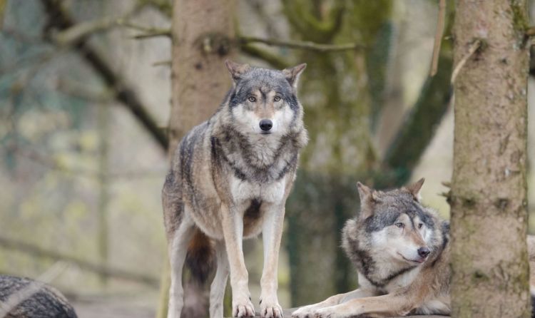 Miasto Kańczuga ostrzega mieszkańców przed wilkami 1 - Polskie Radio Rzeszów Miasto Kańczuga ostrzega mieszkańców przed wilkami