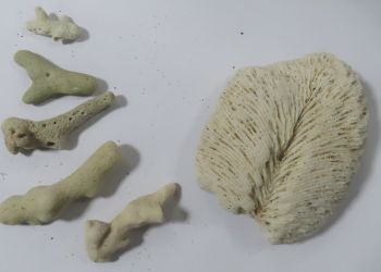 Fragmenty rafy koralowej z wybrzeży Tajlandii na lotnisku w Jasionce