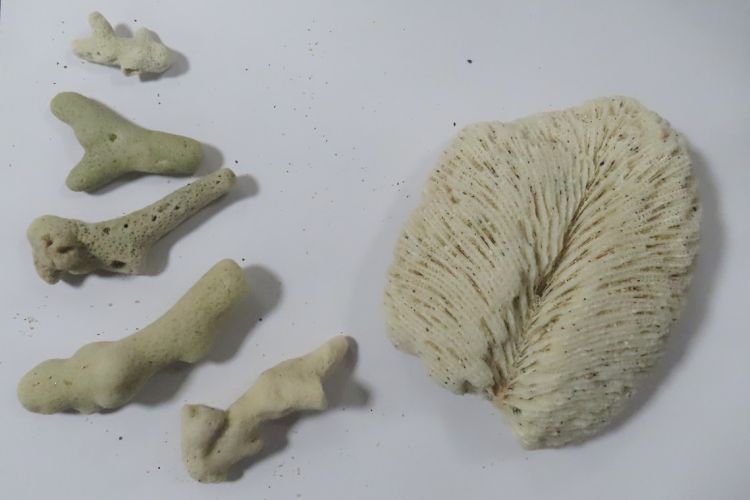 Fragmenty rafy koralowej z wybrzeży Tajlandii na lotnisku w Jasionce