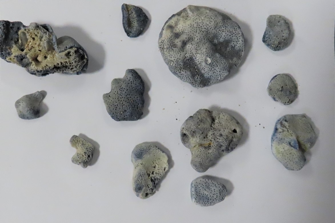 Fragmenty rafy koralowej z wybrzeży Tajlandii na lotnisku w Jasionce - Polskie Radio Rzeszów