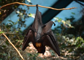 Nietoperze zagrożeniem czy sprzymierzeńcami człowieka? Eksperci rozwiewają wątpliwości
