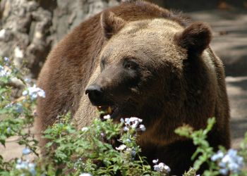 Niedźwiedź znaleziony w okolicach Jaślisk, prawdopodobnie został postrzelony