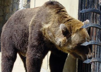 Niedźwiedź próbuje dostać się do mięsa. Leśnicy alarmują: Połknięcie folii mogło doprowadzić do jego śmierci