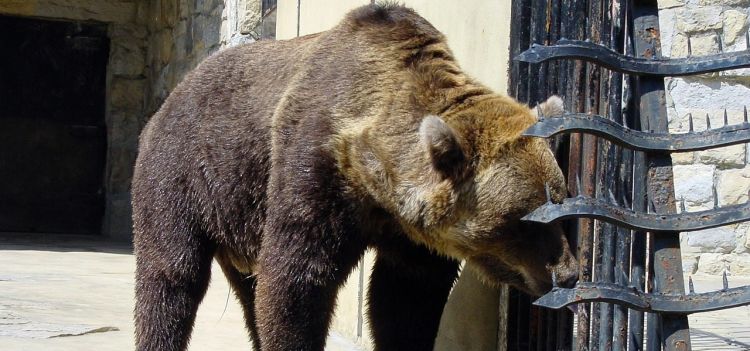 Niedźwiedź próbuje dostać się do mięsa. Leśnicy alarmują: Połknięcie folii mogło doprowadzić do jego śmierci