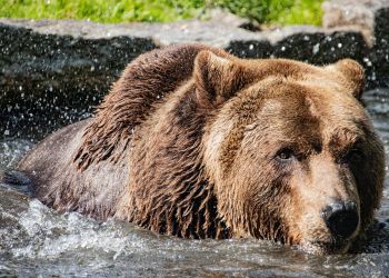 Na Podkarpaciu żyje ok. 300 niedźwiedzi, z tego 30 osobników w pobliżu ludzi