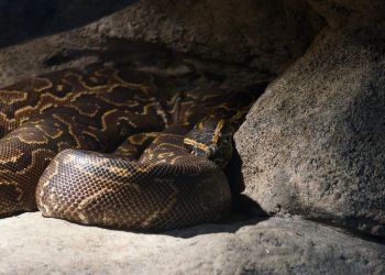 Roboty udające króliki skierowano do walki z inwazyjnymi pytonami na Florydzie (USA)