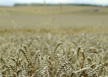 Wielowiekowa tradycja dożynek – świętowanie dawniej i dziś